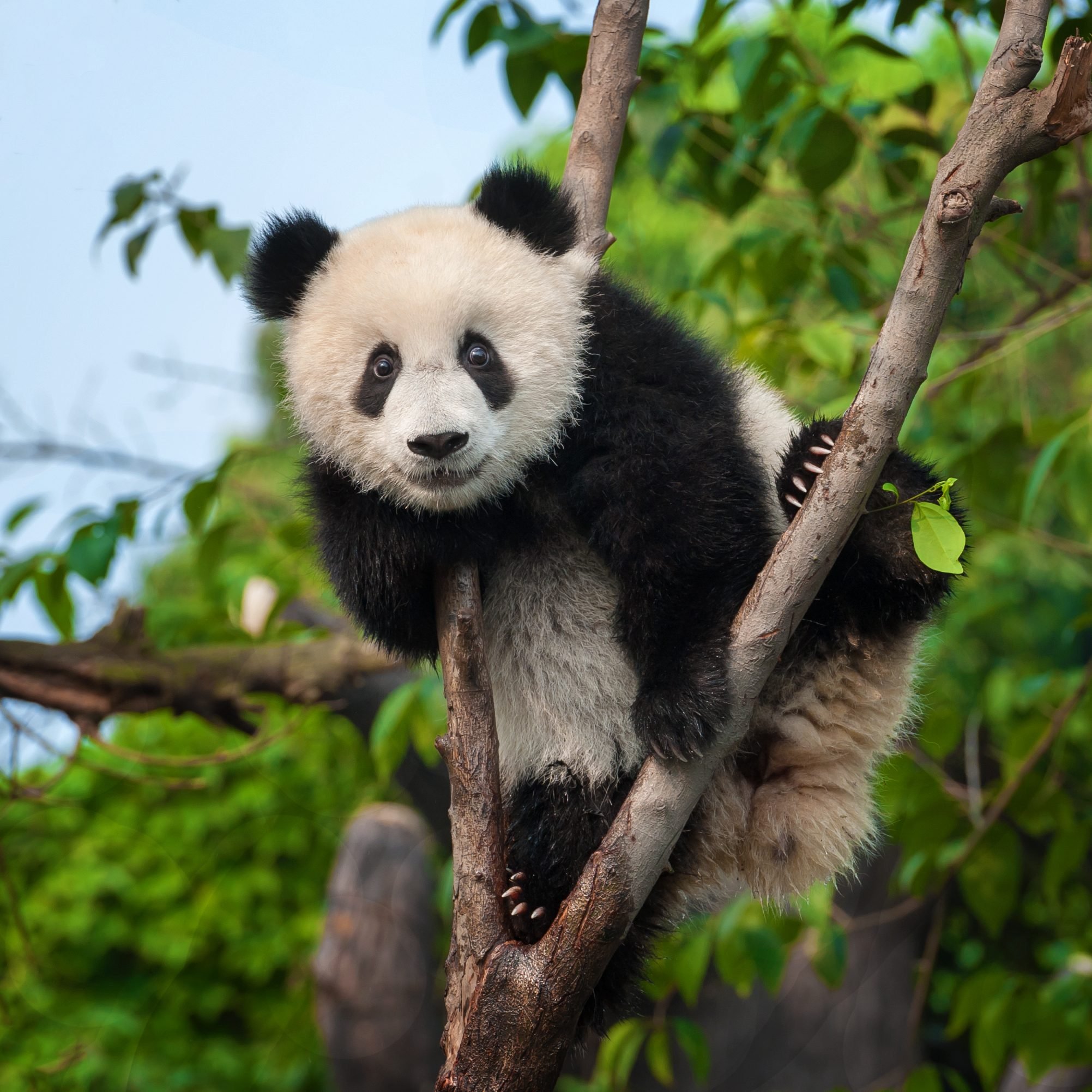 How Many Giant Pandas Are Left in the World?  Reader's Digest