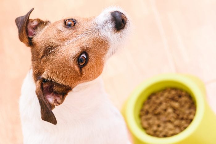 Dog eating pet dry kibble food from bowl looking into camera