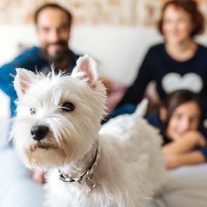 Couple relaxed at home in bed with their little daughter and the dog
