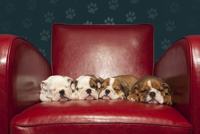 Four puppies asleep on red armchair