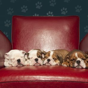 Four puppies asleep on red armchair