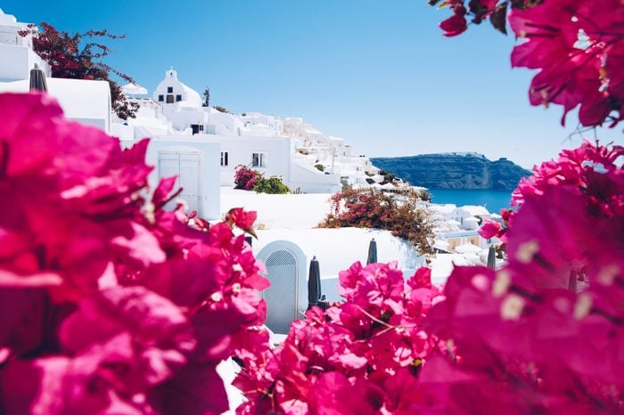 Summer Greece Santorini scenic view landscape punk flower border