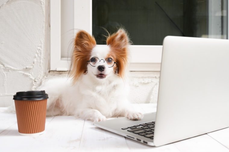 작업 개.  귀여운 강아지는 커피 한잔과 함께 실버 노트북에서 일하고있다.  개 품종 : 콘티넨탈 토이 발 바리 빠삐용.