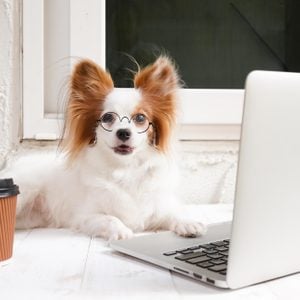 dog working from home