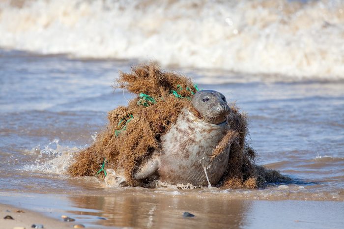 Plastic pollution and animal harm. Seal caught in fishing net.