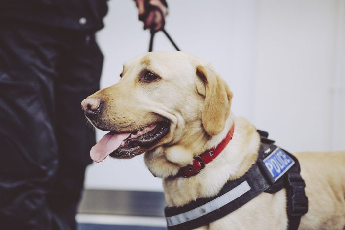 Labrador police sniffer dog in police harness UK
