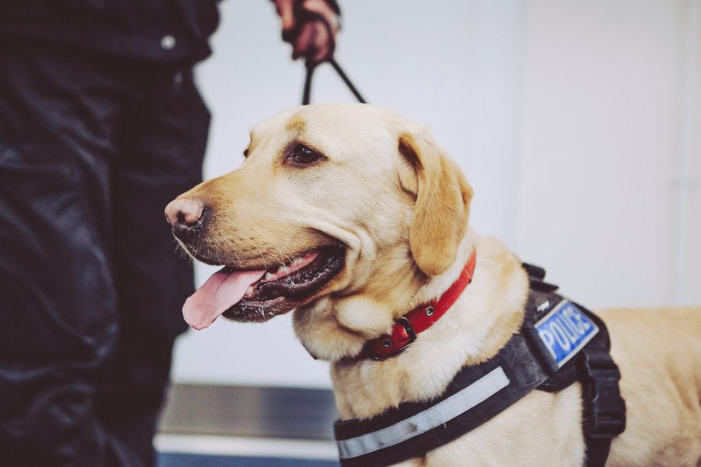 Labrador police sniffer dog in police harness UK