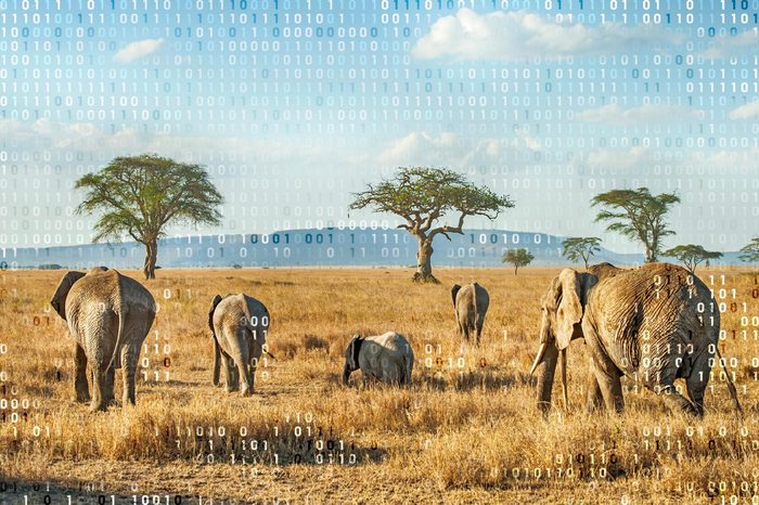 african plains and elephants with computer code overlay