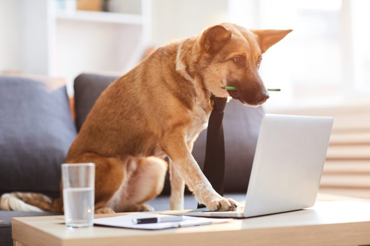 책상에 siting 컴퓨터를 사용하여 넥타이를 착용하는 강아지의 전체 길이 portrit 복사 공간