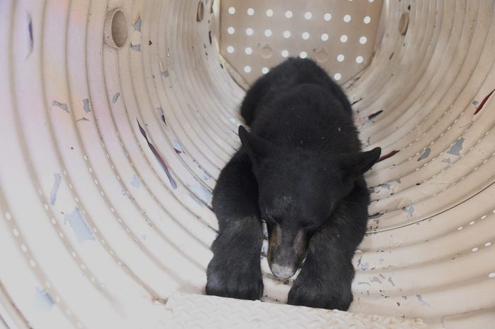 Black Bear Cub On The Loose For 5 Days In Philadelphia Is Captured
