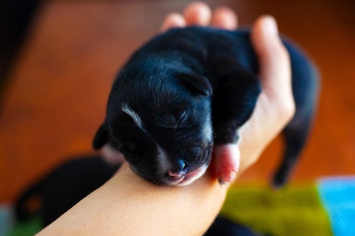 little black puppy sleeping in his arms