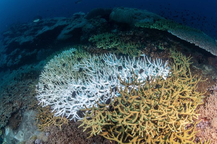 coral bleaching underwater