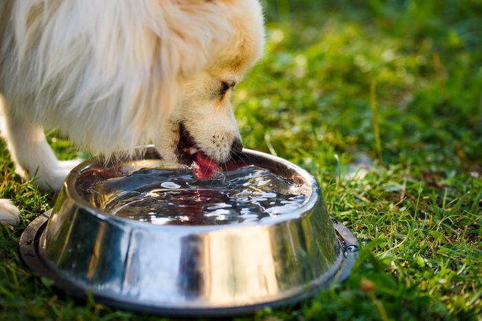 Pomeranian spitz klein drinking from the bowl. Outdoor portrait. Shallow focus background