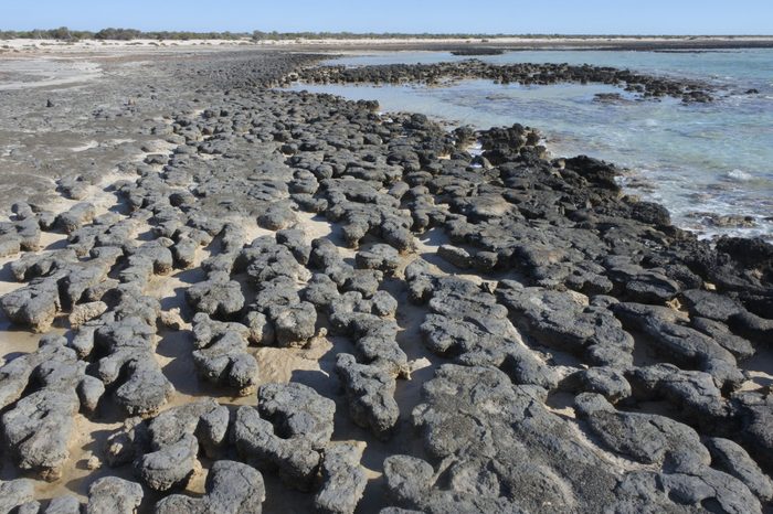 Stromatolites in Shark Bay Western Australia