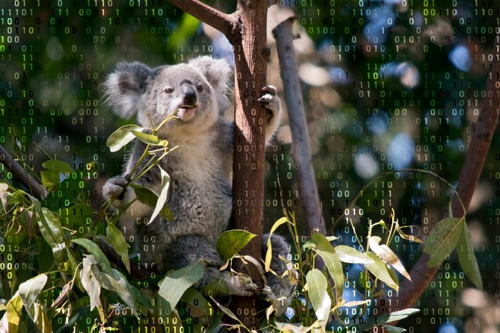koala in a tree with computer code overlay