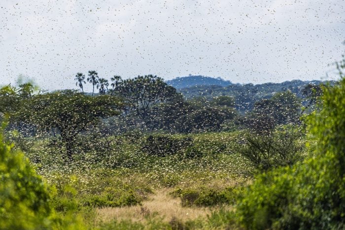 Swarm of Desert Locusts in Samburu National Park