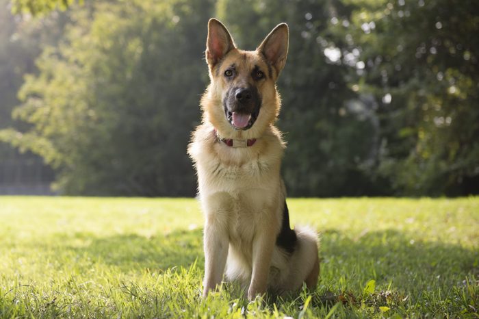 Young German Shepherd dog sitting at attention at a park