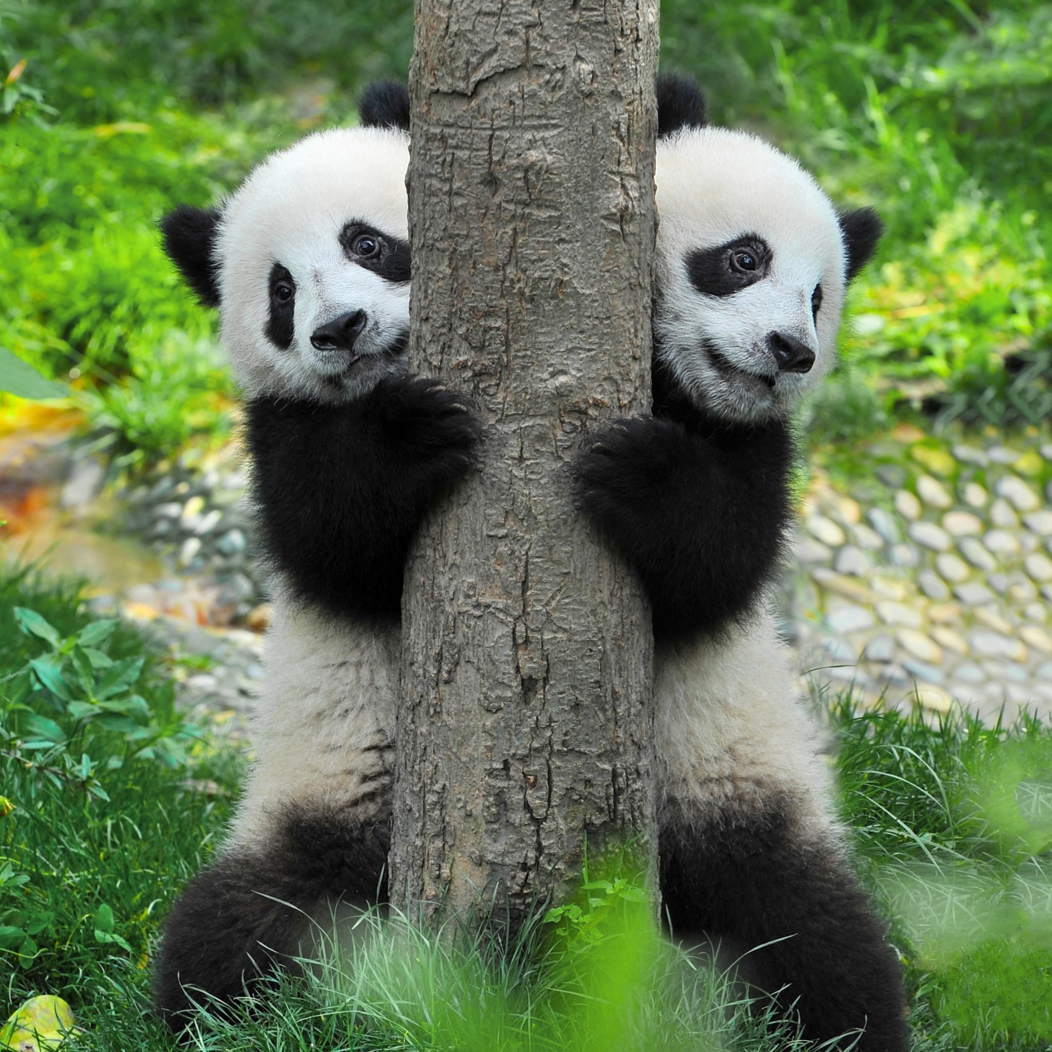 How Many Giant Pandas Are Left in the World? Reader's Digest