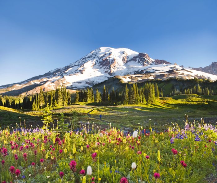 USA, Washington, Mt. Rainier National Park, wildflowers and hiker