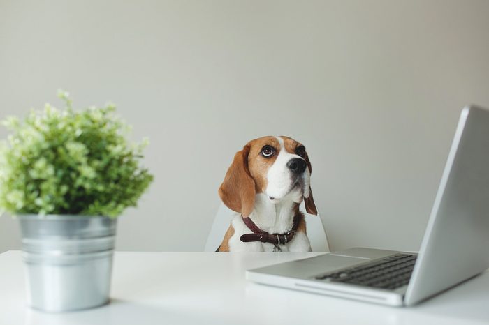 Beagle dog sitting at office table with a laptop looking up