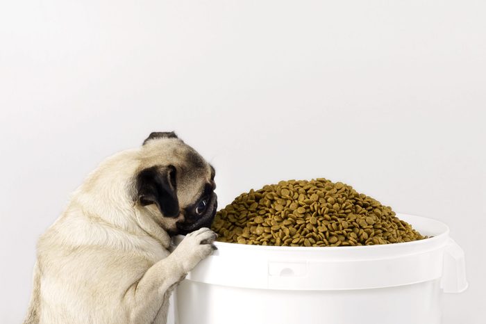 Dog Eating Food (Click for more)