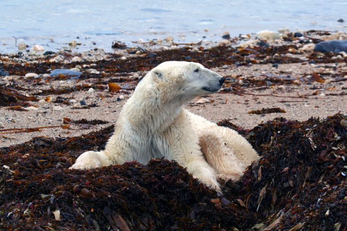 Polar Bear sitting in tundra