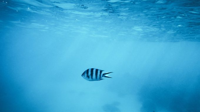 one fish swimming in a sunlit ocean.