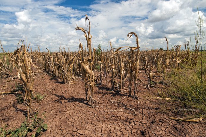 Crops Effected By Drought