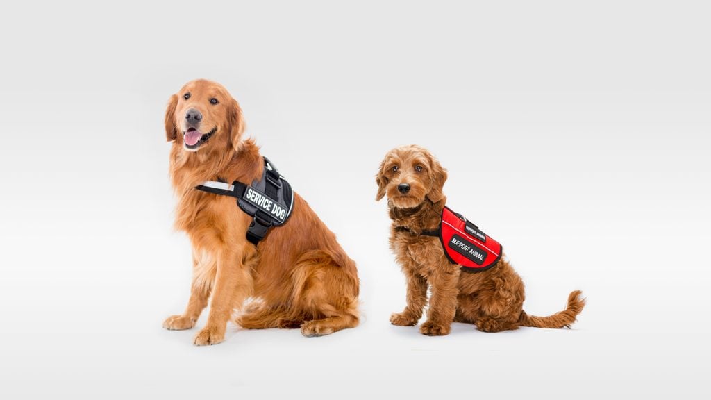 service dog and support dog on gray background