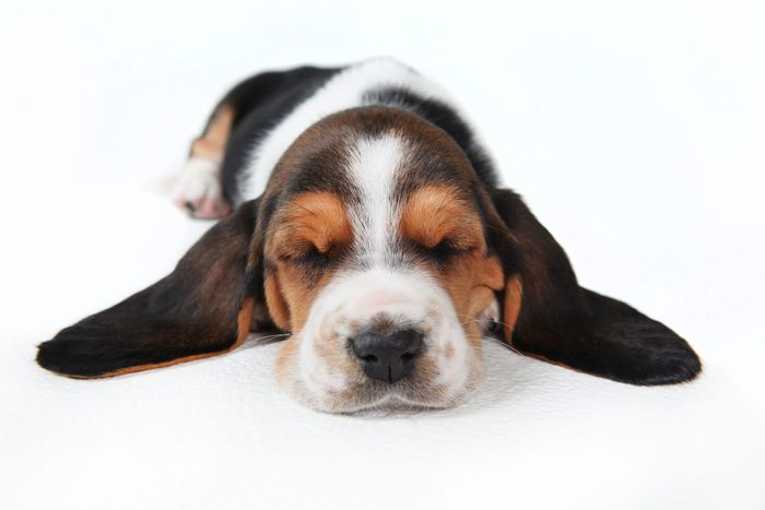 Basset Pup sleeping