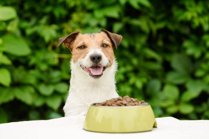 Dog behind table with bowl full of dry food