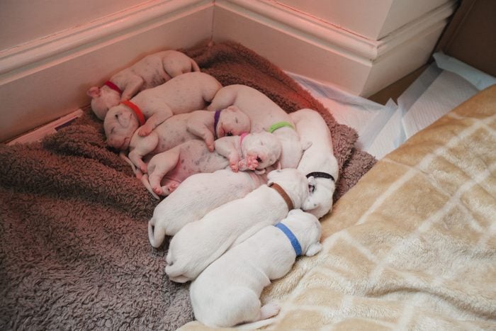 Nine Dalmatian Puppies Sleeping