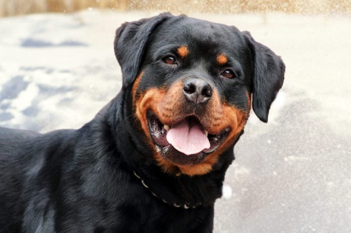 cute rottweiler dog on the snow background