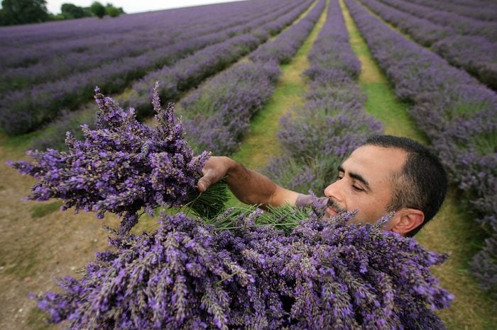 The English Lavender Harvest