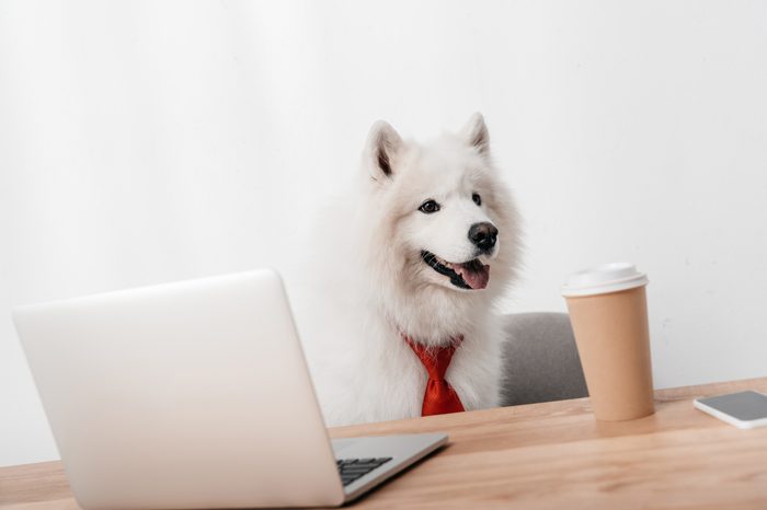 business dog with laptop and paper cup