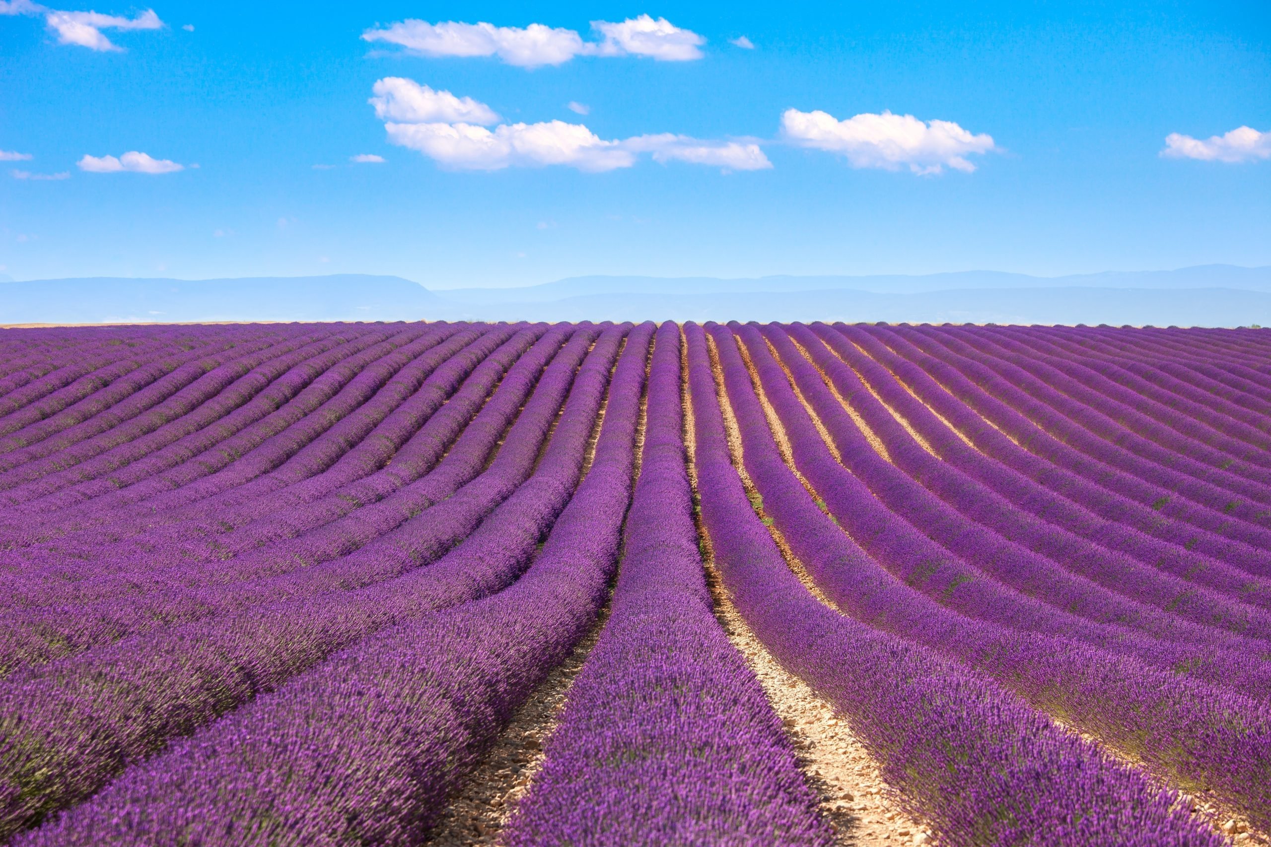 The Dreamiest Lavender Farms Around the World | Reader's Digest