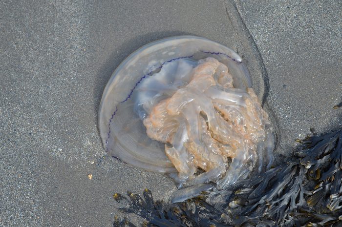 Jellyfish washed up on a beach