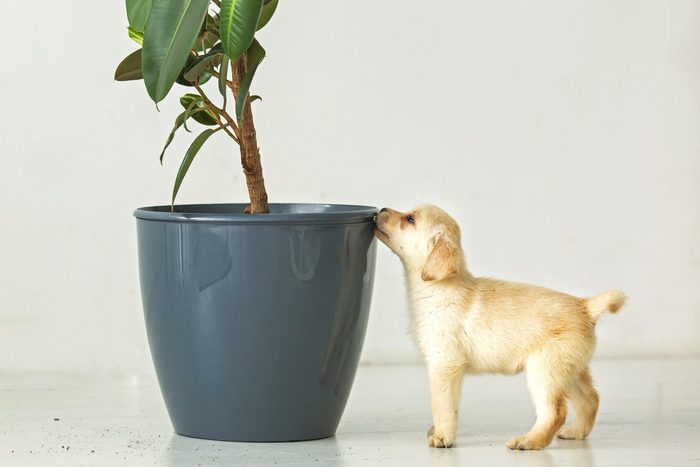 23 Pet Safe Plants That Are Nontoxic