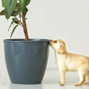 plants poisonous to dogs