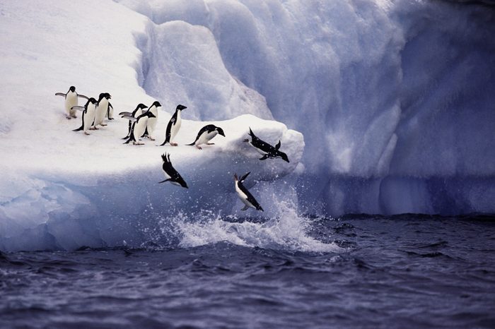 Adelie Penguins Jumping from Iceberg