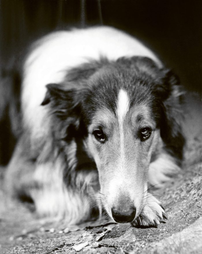 lassie come home dog movie