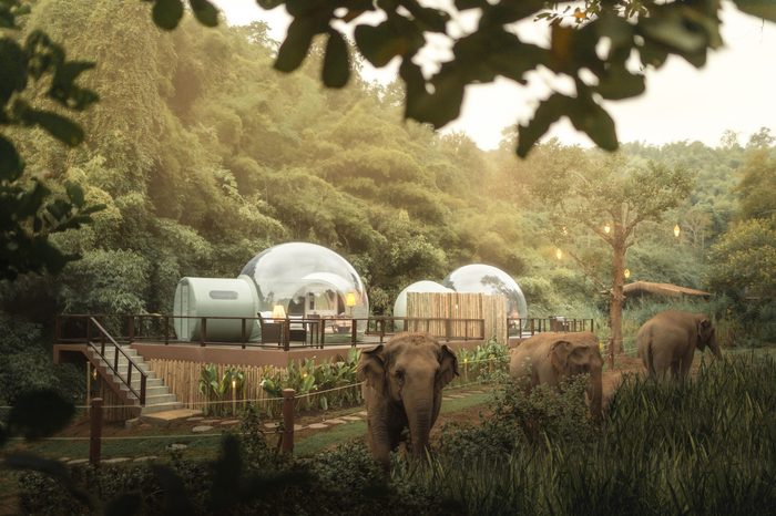 jungle bubble elephants