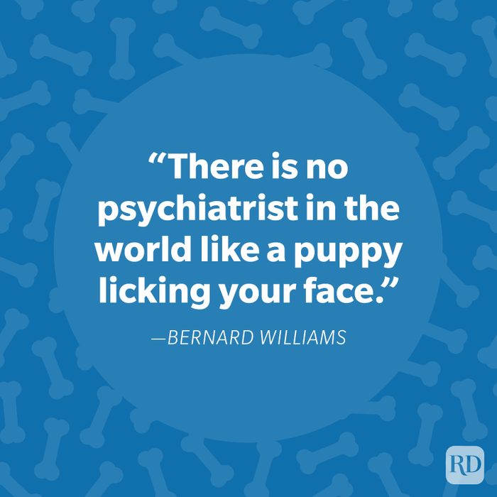 Bernard Williams Dog Quote
