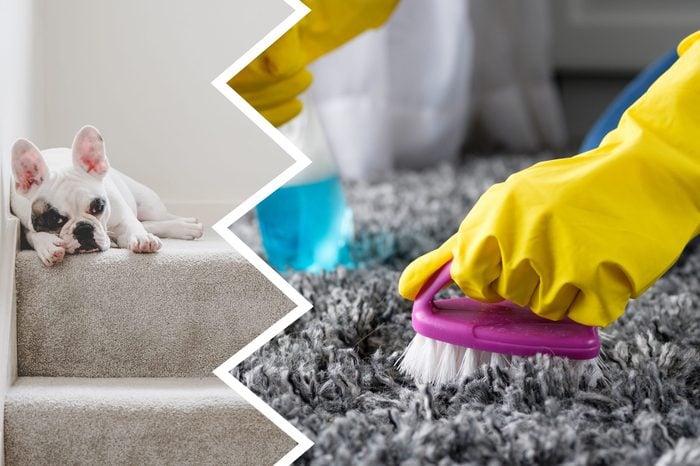 carpet cleaner harmful products dogs