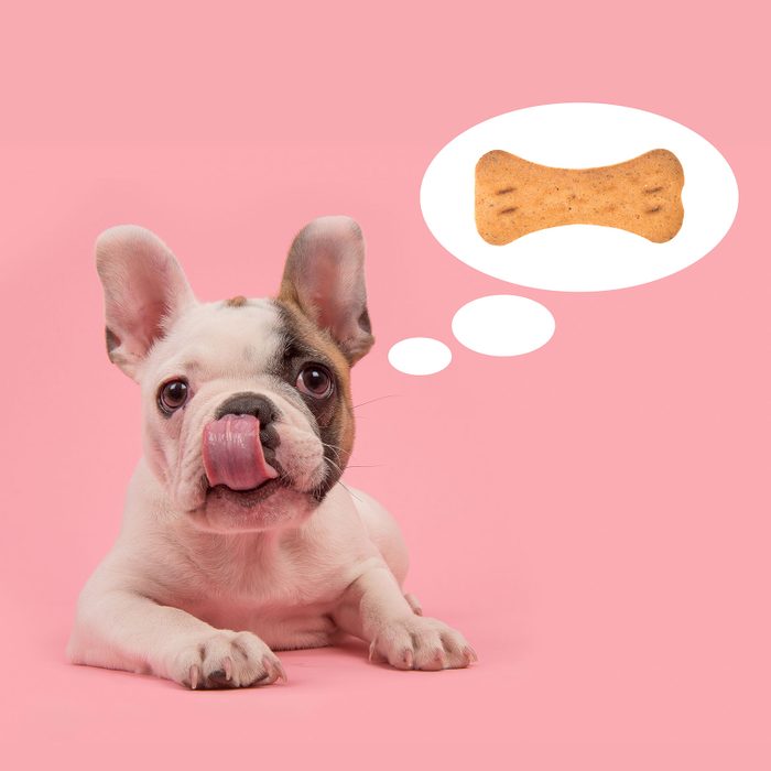 Cute French Bulldog Puppy Lying Down On A Pink Background, With Its Tongue Out Of Its Mouth And The Text "big Kiss For You"