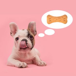 Cute French Bulldog Puppy Lying Down On A Pink Background, With Its Tongue Out Of Its Mouth And The Text 