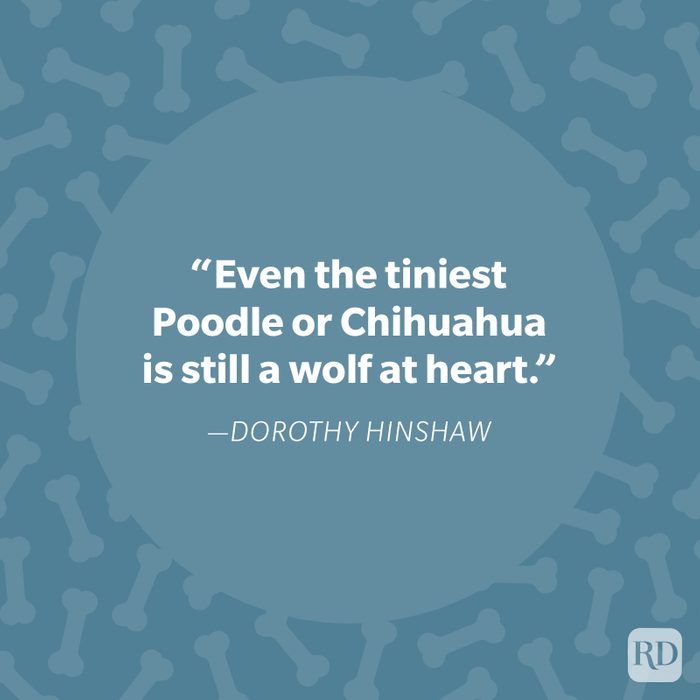 Dorothy Hinshaw Dog Quote