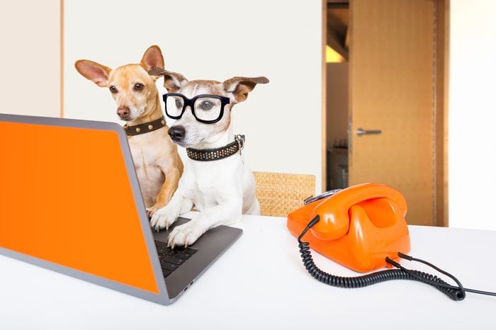 boss management dogs in office