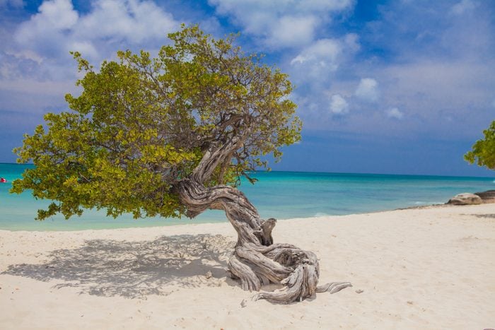 Crooked tree on Palm Beach, Aruba, Lesser Antilles, Caribbean