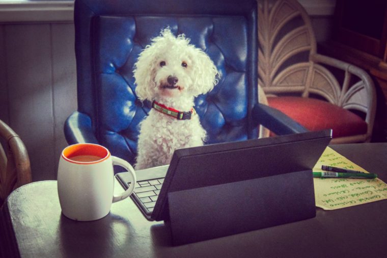 Funny Photos Of Dogs Working From Home Reader S Digest